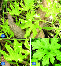 The following relationships have been collated from the published literature (see 'references'). Naturally Infected Bitter Gourd Plant Showing Yellow Mosaic Disease In Download Scientific Diagram