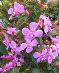 Image result for Heterocentron