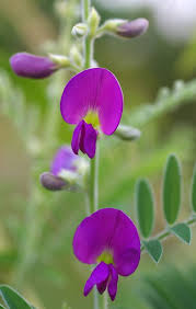 Image result for Tephrosia polystachya