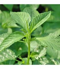 Image result for Cucumis aculeatus