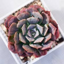 echeveria pagoda 宝塔2019 04 25 succulents 多肉植物 echeveria 多肉 succulents plants instagram