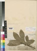 Image result for Xymalos