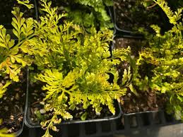 Image result for Asplenium hypomelas