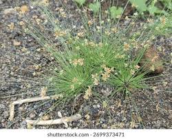 Image result for Bulbostylis barbata