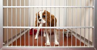 This period, often called socialization period, is the first three months of their life. The 10 Best Dog Socialization Classes Near Me With Free Estimates