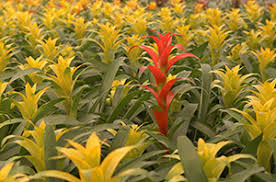 Grow this annual in full sun or part shade, advises the missouri botanical garden. Landscaping In The Shade Gardening Solutions University Of Florida Institute Of Food And Agricultural Sciences