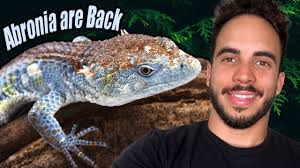 Rare & Protected Abronia Lizard Breeding Project!