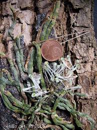 Image result for Microcoelia physophora