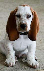 The most common beagle basset hound material is metal. Pin By Nonne Severin On Basset Hounds Basset Hound Beagle Basset Hound Puppy Basset Hound Mix