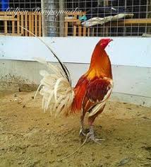 Sabung ayam peru merupakan salah satu arena sabung ayam online yang dapat di maikan di s128 online. 12 Ayam Sabung Ideas