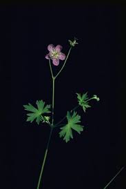 On the street of alberto way and street number is 439. California Cranesbill Geranium Californicum