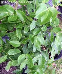 Image result for Intsia