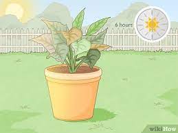 How To Revive A Dying Poinsettia 12 Steps With Pictures