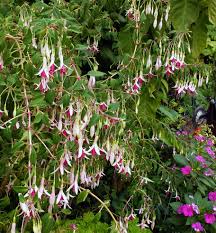 Maybe you would like to learn more about one of these? Delightful Fuchsia Galfrey Annie S Annuals Perennials Facebook