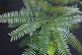 エバーフレッシュ班入り たぶん希少 中年おやじの観葉植物観察日記 楽天ブログ