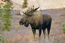 Bull Moose Nature Animals Pinterest Alces Alces Alce And Alzado