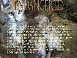 The Sand Cat Endangered Species Ppt Download