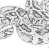 These printable coloring pages contain images of rattlesnakes, pythons, vipers, anacondas, cobras and more! 1