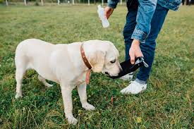 Has you dog been drinking very little or no water lately? Warning Signs Of Dehydration In Dogs American Kennel Club