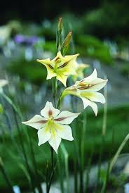 Image result for Gladiolus hollandii