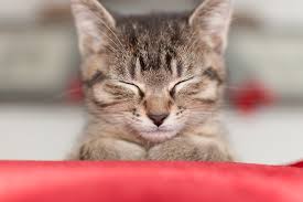 Nom de chat femelle en p. 100 Idees De Noms Italiens Pour Votre Chat