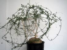 Image result for Raphionacme welwitschii