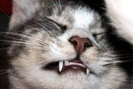 7 Tips For Brushing Your Cat S Teeth Cute Kitten Pics Cats Kittens Cutest