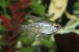 Diamond Tetra 101 Care Tank Mates Size More