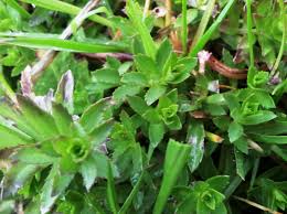 Image result for Laurembergia tetrandra