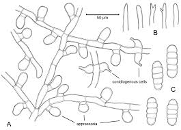 Image result for Deinbollia sp. A