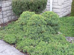 Dwarf Japgarden Juniper Juniperus Procumbens Nana In Naperville Aurora Batavia Oswego Chicago Wheaton Illinois Il At The Growing Place