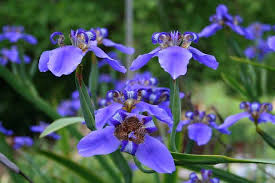 Image result for Indigofera roseo-caerulea