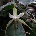 Image result for Aerangis stelligera