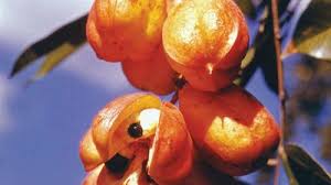 Image result for Sapindaceae