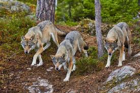 Please like in this page: Wolves Fighting Stock Photos And Royalty Free Images Vectors And Illustrations Adobe Stock