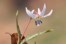 Image result for Macrotyloma densiflorum