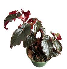 Image result for Begonia potamophila