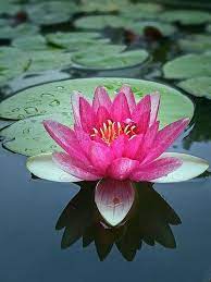 Waterlily print waterlily photo purple flower photography | etsy. Waterlily Prob The Flower With The Most Meaning To Me Flower Meaning Prob Waterlily Beautiful Pink Flowers Flower Pictures Beautiful Flowers