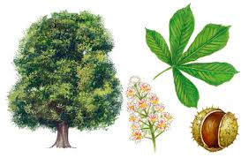The american chestnut has long canoe shaped leaves with a prominent lance shaped tip, with a coarse, forward hooked teeth at the edge of the leaf. A Simple Guide To Identifying British Trees Country Life