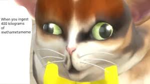 Dogs and cats with spleen problems sometimes do not show any symptoms until the spleen is large and possibly rupturing. Just A Normal Occasion For Spleens The Cat Here Dankmemes