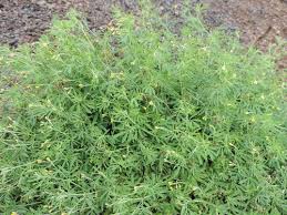 Image result for Antopetitia abyssinica