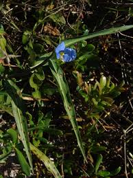 Image result for Commelina nyasensis