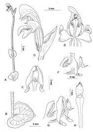 Image result for Disperis reklieberae