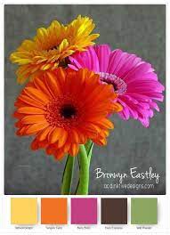 Colour Combinations For Daisy Delight Part B Amazing Flowers Flower Pictures Gerbera Daisy Seeds