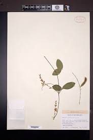 Image result for Galactia striata