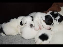 Black And White Jack Russell Terrier Puppy Sweet Black And White Jack Russell Terrier Puppies Jack Russell Puppies Jack Russell Dogs Jack Russell Terrier Puppies