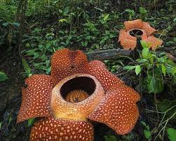 Sistem kami menemukan 25 jawaban utk pertanyaan tts bunga terbesar didunia. Rafflesia Bunga Misterius Yang Butuh Sentuhan Peneliti Mongabay Co Id Mongabay Co Id