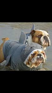 Pin By Erika Vital Saleh On English Bulldogs Bulldog Bulldog Puppies Dog Shark Costume