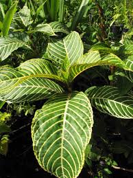 Image result for Sanchezia speciosa