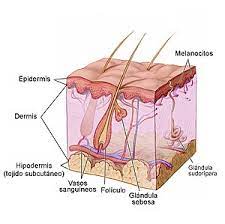 La piel gruesa se localiza en la piel labial, plantar y palmar, además esta se caracteriza por tener un estrato corneo muy desarrollado, a según las distintas partes del cuerpo, puede variar su espesor, color así como la presencia de vello y glándulas. Piel Wikipedia La Enciclopedia Libre